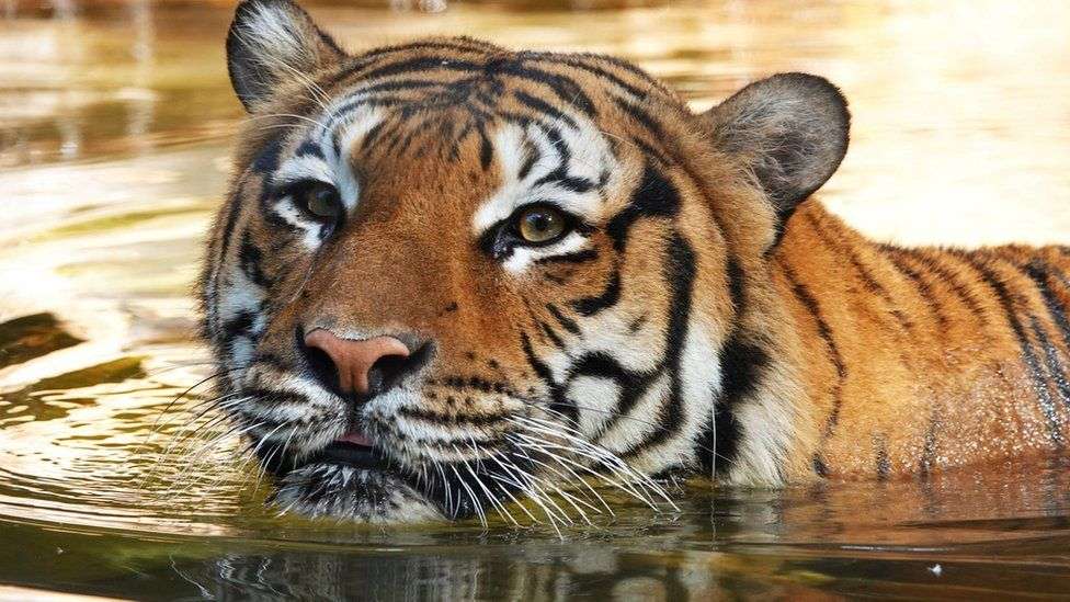 Vritet tigri pasi kafshoi pastruesin e kopshtit zoologjik