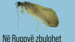 Në Rugovë zbulohet një lloj i ri insekti