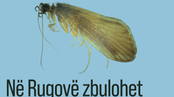 Në Rugovë zbulohet një lloj i ri insekti