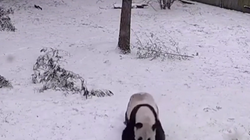 Dy pandat mike shijojnë borën në kopshtin zoologjik
