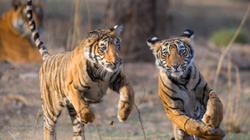 Pakistan: Ngordhin dy tigra 11 javësh nga COVID-19