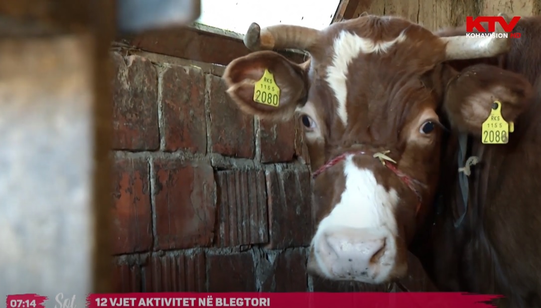 12 vjet aktivitet në blegtori 