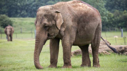 500 elefantë mund të vriten sepse pandemia shkatërroi turizmin