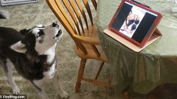 Video-komunikimi i dy qenve që s’janë parë moti, moment tejet emocionues