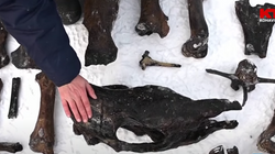 Zbulime të rralla, rusët gjejnë fosile dinozaurësh në lumin e ngrirë
