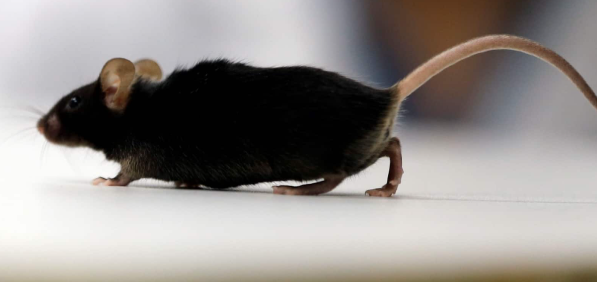 La souris paralysée bouge après l'expérience de scientifiques