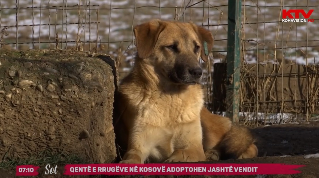 Qentë e rrugëve në Kosovë adoptohen jashtë vendit