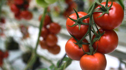 Domatet, ushqimi perfekt gjatë temperaturave të larta