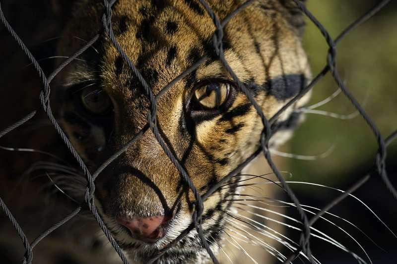 Planifikohet vaksinimi i kafshëve në kopshtin zoologjik të Denverit