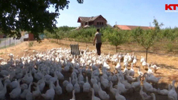 Shpezë e pemëtari, kultivimet e fermerit nga Lipjani
