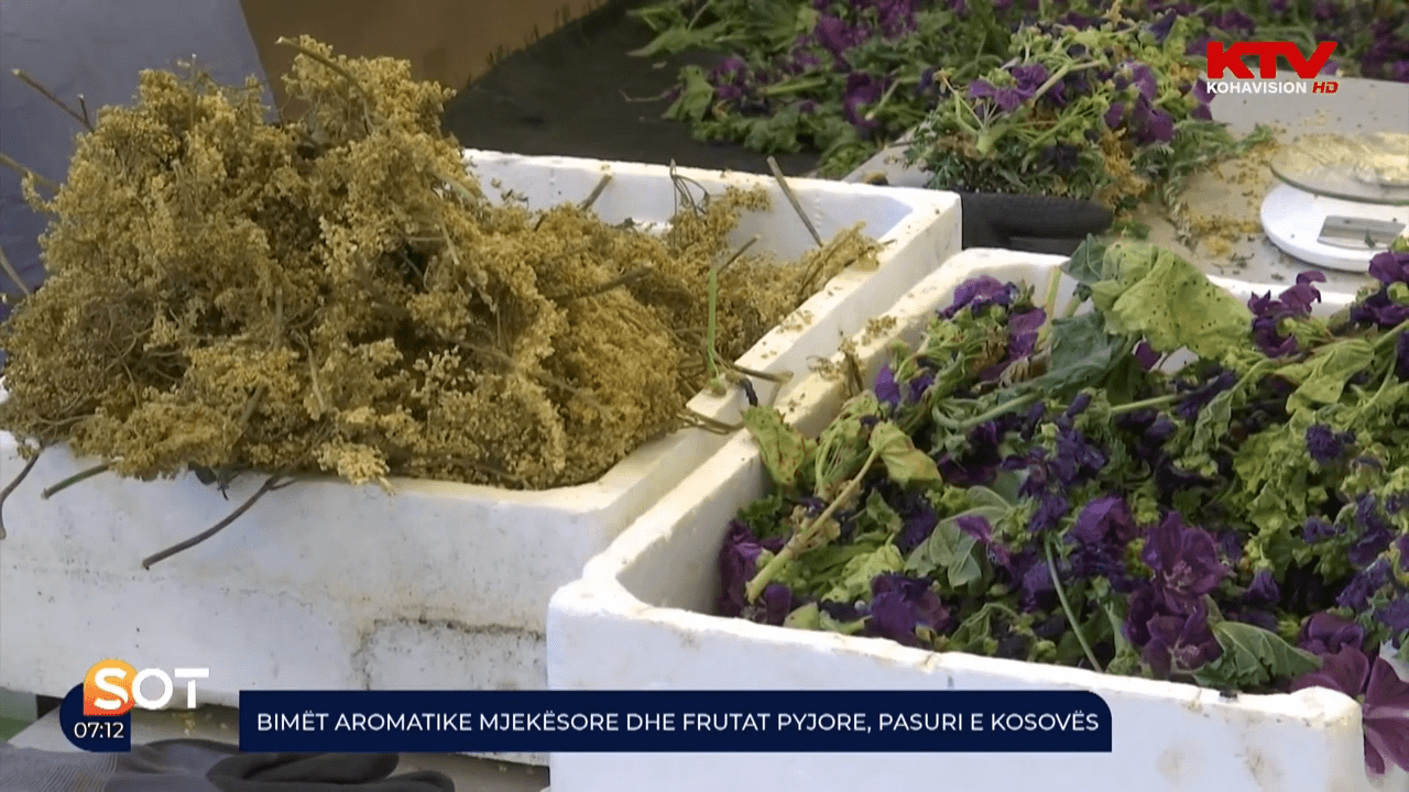 Bimët aromatike mjekësore dhe frutat pyjore, pasuri e Kosovës