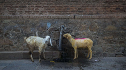 Bajram pa kurban në Kashmir