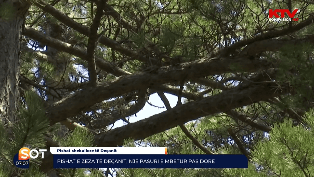 Pishat e Zeza të Deçanit, një pasuri e mbetur pas dore