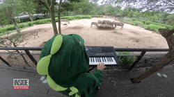 Pianistja 11-vjeçare me kostum të krokodilit performon para kafshëve në kopsht zologjik