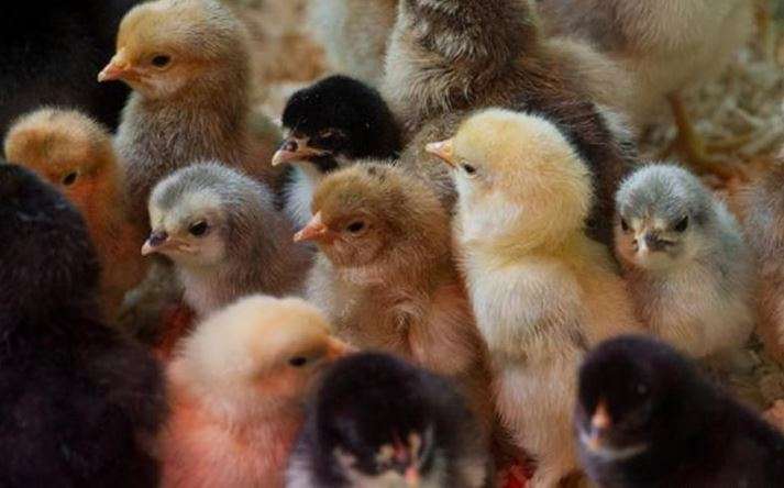 Digjen 8 mijë zogj të pulave në një fermë në Prizren