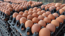 Konfiskohen 72,000 vezë në Vermicë