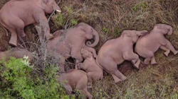 Pak gjumë për familjen e elefantëve pas udhëtimit 500-kilometërsh