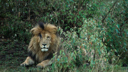 Ngordh luani më i famshëm i Afrikës