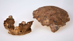 Zbulohen mbetjet e një qenieje që jetoi para 100 mijë vjetësh