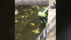 Zjarrfikësit shpëtojnë qenin nga një objekt i rrezikshëm në Prishtinë