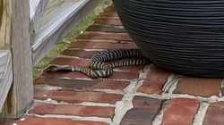 Një gjarpër helmues “shëtit” në Karolinën Veriore, alarmohet kryeqyteti
