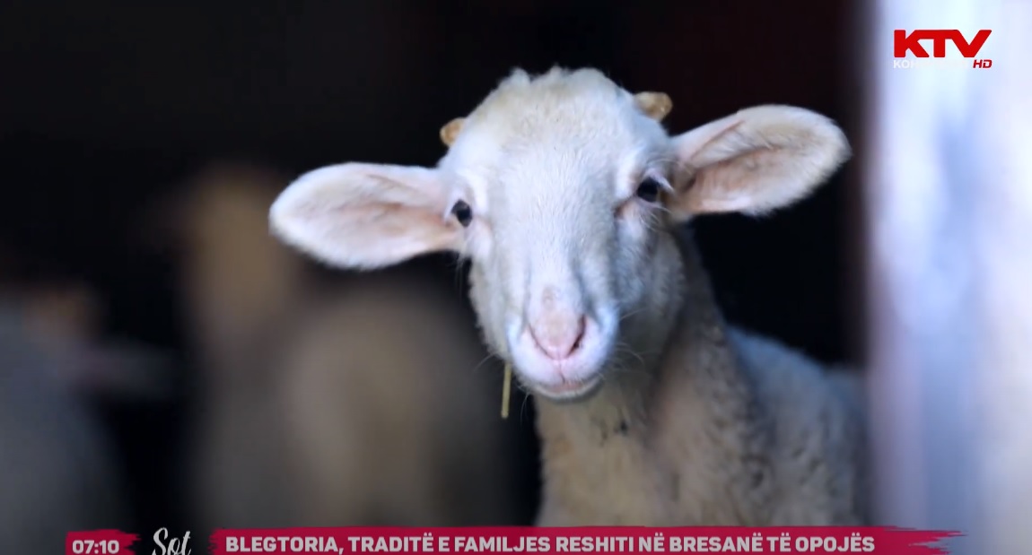 Blegtoria, traditë e familjes Reshiti në Bresanë të Opojës