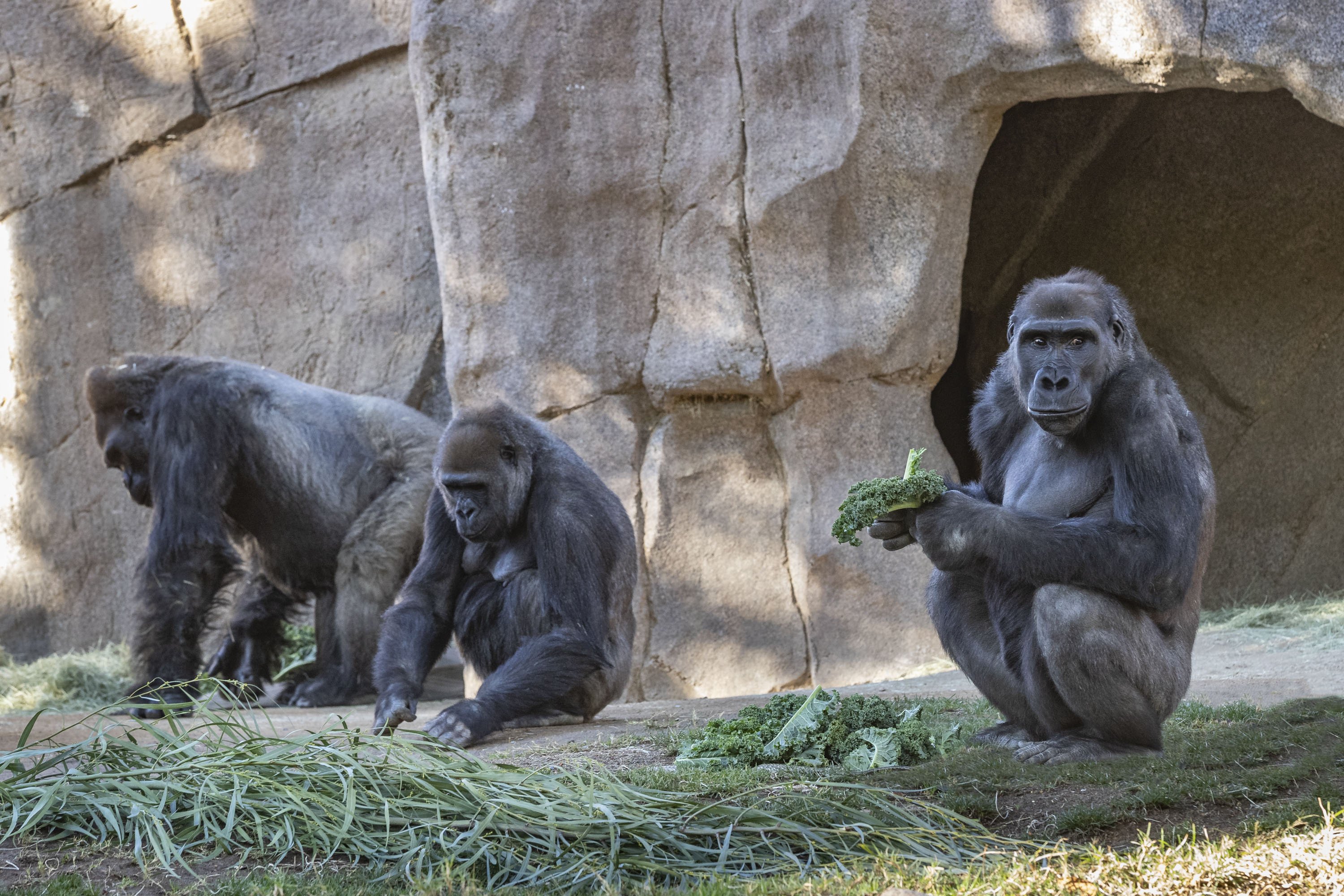 Disa majmunë në një kopsht zoologjik marrin vaksinën eksperimentale anti-COVID
