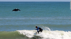Një peshk i madh kapet në fotografi prapa një surfisti në Florida