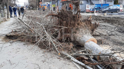 Riasfaltimi dhe prerja e disa drunjve të mëdhenj në qendër të Lipjanit nxit reagime