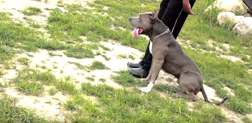 Paraburgim ndaj dy të miturve, u morën para dy personave nën kërcënim të thikës dhe qenit “Pit Bull”