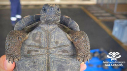 Autoritetet në Ekuador konfiskojnë 185 breshka të Galapagosit nga kontrabandistët
