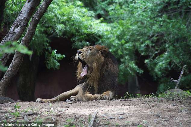 Tetë luanë në një kopsht zoologjik në Indi infektohen me koronavirus