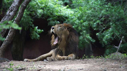Tetë luanë në një kopsht zoologjik në Indi infektohen me koronavirus