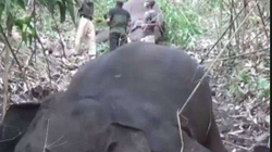 18 elefantë gjenden të ngordhur në Indi, dyshohet se u goditën nga rrufeja
