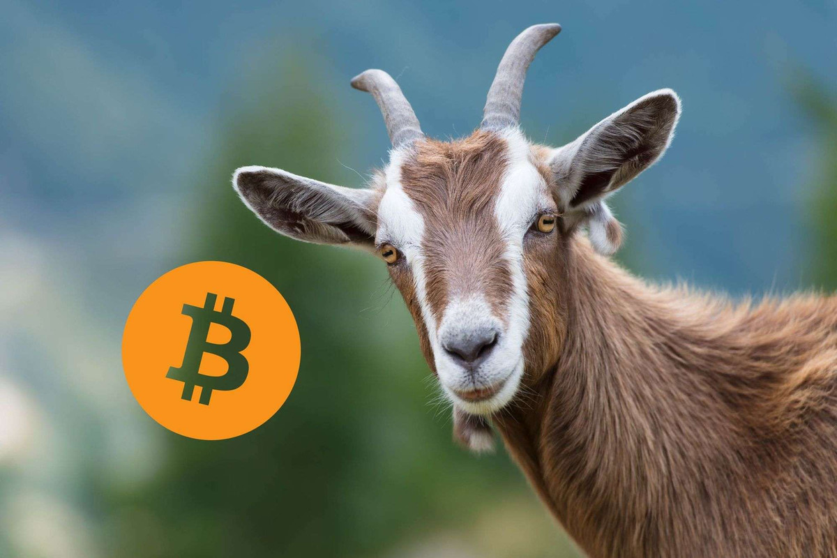 Zuckerberg has a goat named Bitcoin - KOHA.net