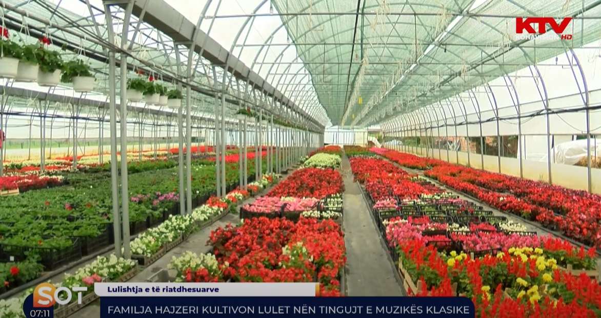 Familja Hajzeri kultivon lulet nën tingujt e muzikës klasike