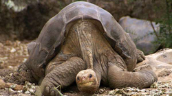 Në Galapagos vërtetohet ekzistenca e species së breshkës që mendohej e zhdukur