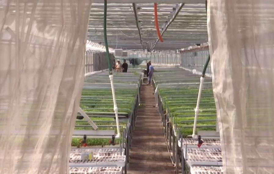 Fermeri nga Skenderaj që kultivon 1 milion fidanë