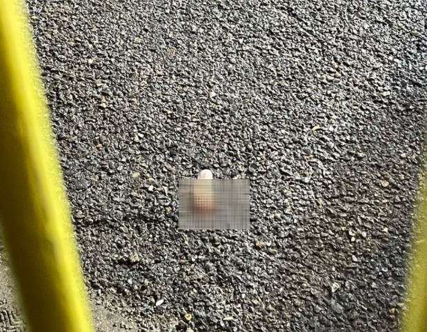 Tifozi i West Hamit humb gishtin teksa po festonte golin e shënuar kundër Genkut [video]