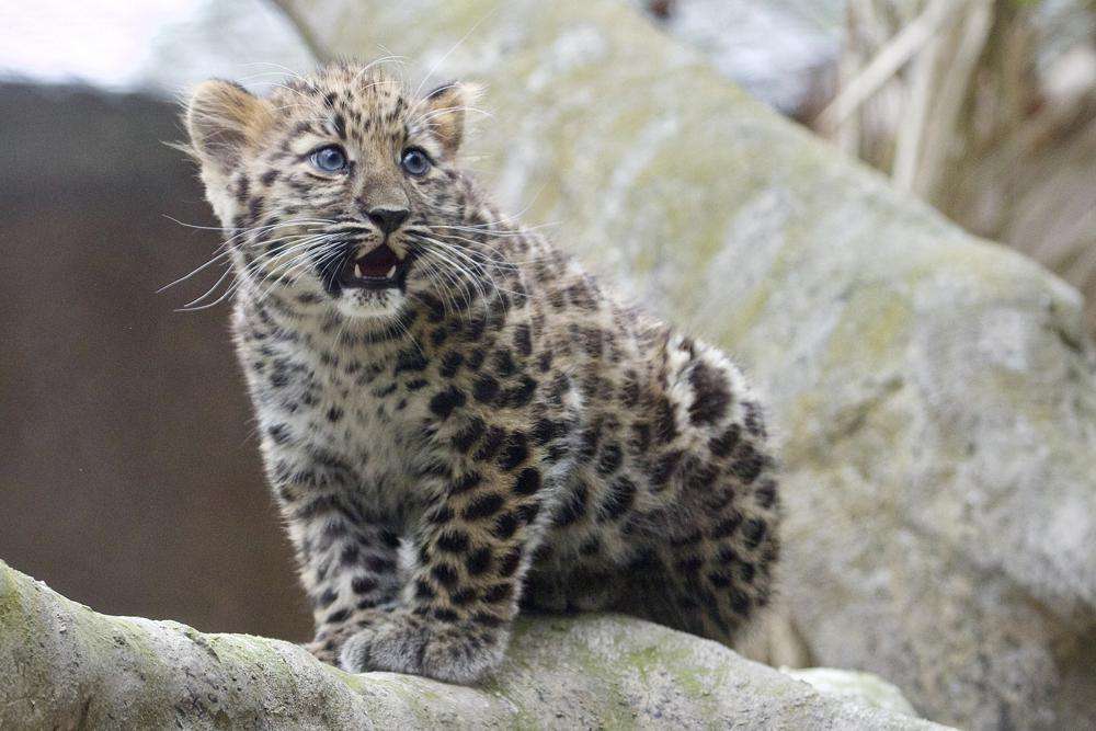 Këlyshi i rrallë i leopardit bën debutimin në kopshtin zoologjik Santa Barbara