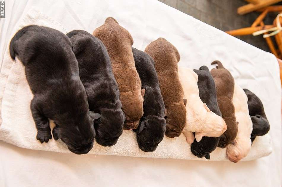 Një labrador i zi sjell në jetë 10 këlysh me ngjyra të ndryshme