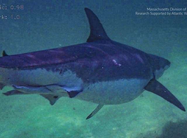 Researchers warn of a "very fat" shark in the Atlantic