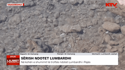 Në kohën e shumimit të troftës ndotet Lumëbardhi i Pejës