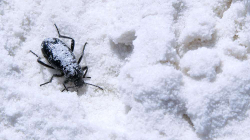 Ku shkojnë insektet gjatë dimrit?