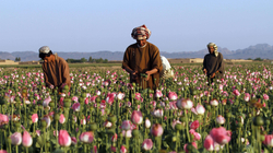 Afganët, në zi buke, po i kthehen opiumit