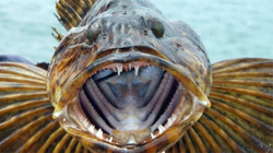 Peshku që zëvendëson 20 dhëmbë në ditë