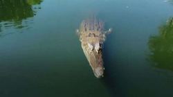Momenti kur krokodili gjigant ‘kafshoi’ dronin