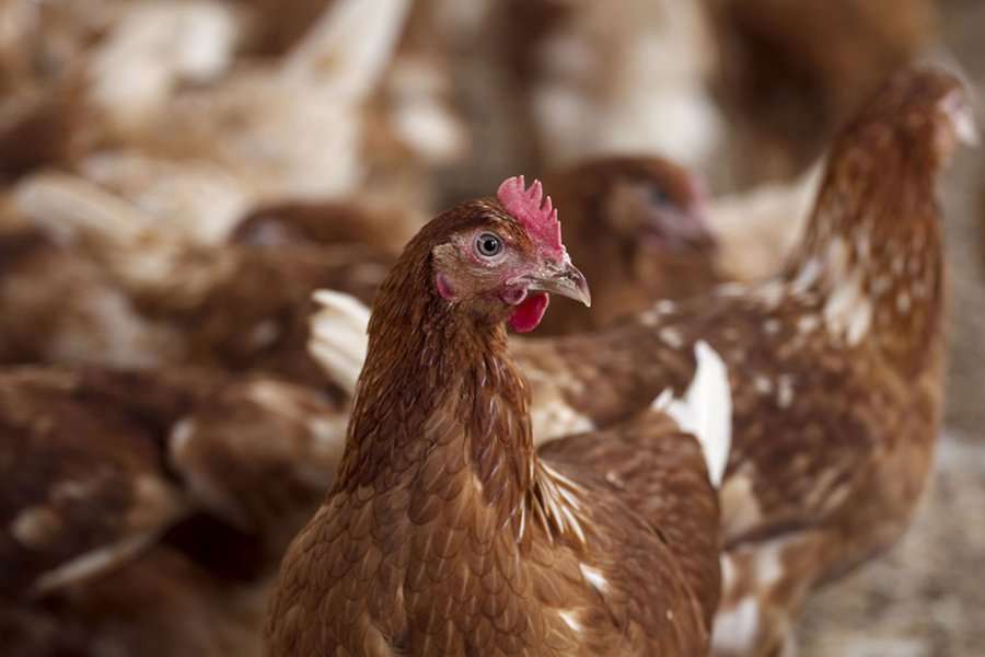Ndalohet tregtia e shpezëve pas shfaqjes së gripit Avian-Influenza