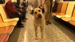 Boji, qeni që po udhëton me transport publik nëpër Stamboll