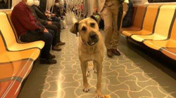 Boji, qeni që po udhëton me transport publik nëpër Stamboll